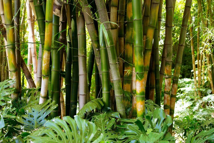 Sugarcane: The Source of Global Sweetness with 10 surprising facts