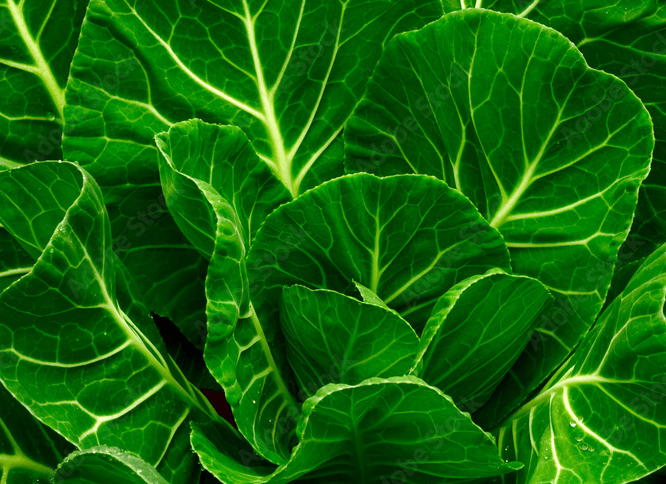 Collard Greens with its 10 Surprising Facts